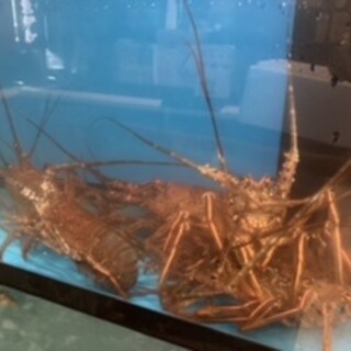 Enjoy fresh lobster with a newly built cage exclusively for lobster! *Limited quantity