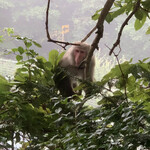 軽井沢ホテルそよかぜ - 野生のニホンザル