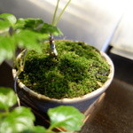 みかわ 是山居 - カウンターの上のご主人のミニ盆栽