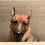 軽井沢ホテルそよかぜ - 看板犬のハルくん