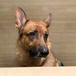 軽井沢ホテルそよかぜ - 看板犬のハルくん