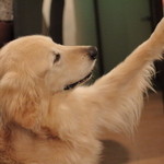 オステリア マツモト - この犬はマネージャーだそう