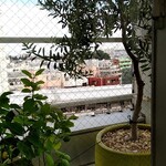 L'ORANGERIE - 左はレモン　右はオリーブの木