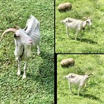 朔 - しろちゃんもまだまだ元気