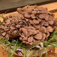 御成門はる - 黒舞茸