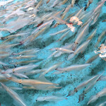 河太郎 - ポンプを止めた生け簀