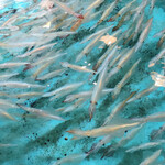 河太郎 - ポンプを止めてくれた