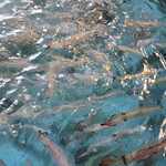 河太郎 - ポンプ作動中