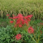 つわ野 - ちゃんと咲くんですよね♪彼岸花♪