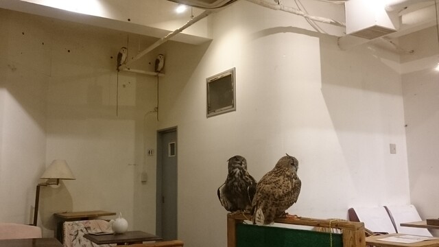 Cafe Hoothoot 神泉 カフェ 食べログ Cafe Hoothoot 神泉 カフェ 食べログ