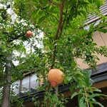 特選飛騨牛 花ざくろ - お店のざくろの木