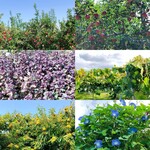 小布施ワイナリー - 駅からワイナリーまでの道中の景色。ちなみにこちらの葡萄畑は無し。