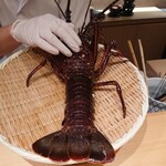 御料理 まつ山 - 伊勢エビ