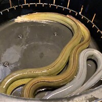日本料理 梅林 - 黄色みがかった鰻様は宍道湖の天然　鼠色の方は三河一色の養殖鰻様　大きさもかなり違います！
