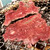 創作韓国料理と焼き肉 銀座園 - 