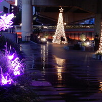 スミレオオサカ - 