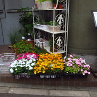 鮨 くりや川 - 