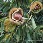 小布施堂本店 - 