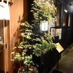 炭火焼鳥 高くら - 店先の紅葉の鉢植えがいい雰囲気出してます