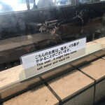 河太郎 呼子店 - 