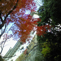 菊水 桜町本店 - 紅葉の姫路城