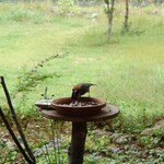 くつきそば 永昌庵 - 