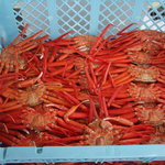 お店の中の籠にはカニがたくさん詰まっていました