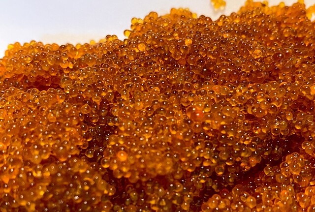 魚道 - 帯広（その他）の写真