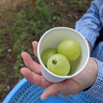 原田農園 - 試食もできます♪