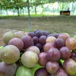 まるえ観光果樹園 - 料理写真: