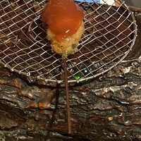 串揚げキッチン だん 石橋本店 - タコ