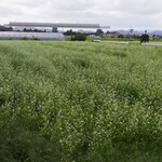 越前そばの里 - 蕎麦の花、強烈な臭い！