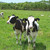 レークヒル・ファーム - その他写真:牧場の牛