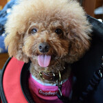 そば処 湧水 - ベロベロバァ