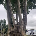 Shimaki Nouen - 立派な木