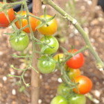 カフェアマレーナ - 自家菜園のプチトマト