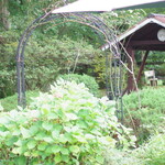 プルーンの木 - 