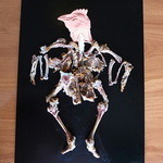 ケンタッキーフライドチキン - 骨格。やはり鶏だった。