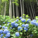 タケル クインディチ - 近くに、アジサイで有名な明月院もあります。