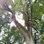 マノワール・ディノ - 