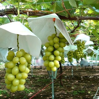 秩父フルーツファーム_1