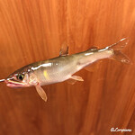 御料理 寺沢 - 天竜川の鮎