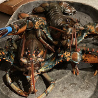 京風鉄板 はせ川 - 