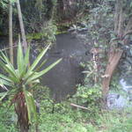 池内うどん店 - オープンテラス＾＾；から池が眺められます。推定１ｍの黒鯉がうじゃうじゃと泳いでいます。