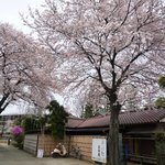 松鶴庵 - 桜が満開