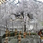 スターバックス・コーヒー - 六角堂の御幸桜