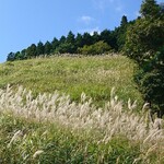 平家そば処　交流庵 - 砥峰高原のススキ