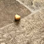 ビストロ セレニテ - サラダにでも入っていたのか,ひよこ豆