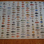 寿製麺 よしかわ - 魚の図鑑