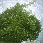 居魚屋　網元 - 海ぶどうです